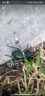 صورة Calosoma (Blaptosoma) atrovirens Chaudoir 1869