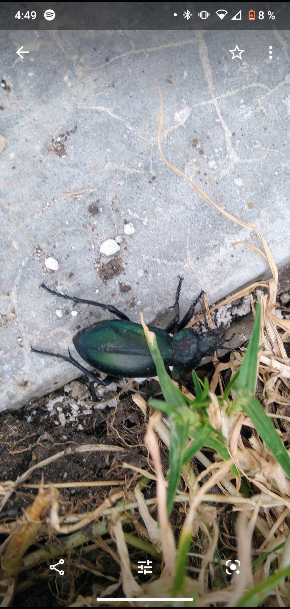 Image of Calosoma (Blaptosoma) atrovirens Chaudoir 1869