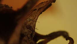 Image of Parascedosporium putredinis (Corda) Lackner & de Hoog 2011