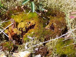 Image of Black fruited stink moss