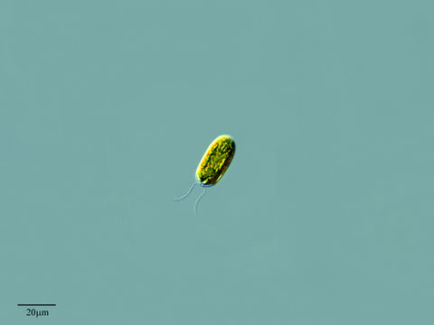 Image of <i>Chlamydomonas pseudopertusa</i> Ettl 1965