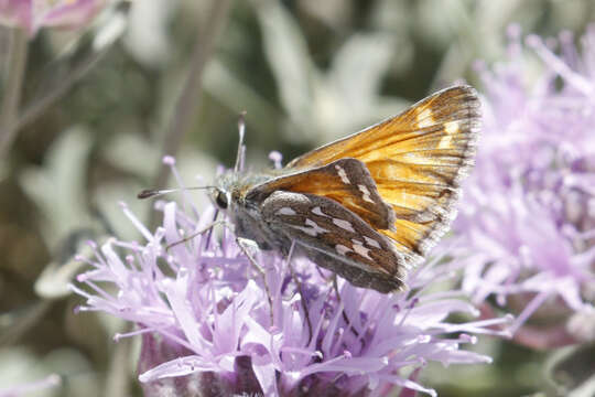 Image of Nevada Skipper