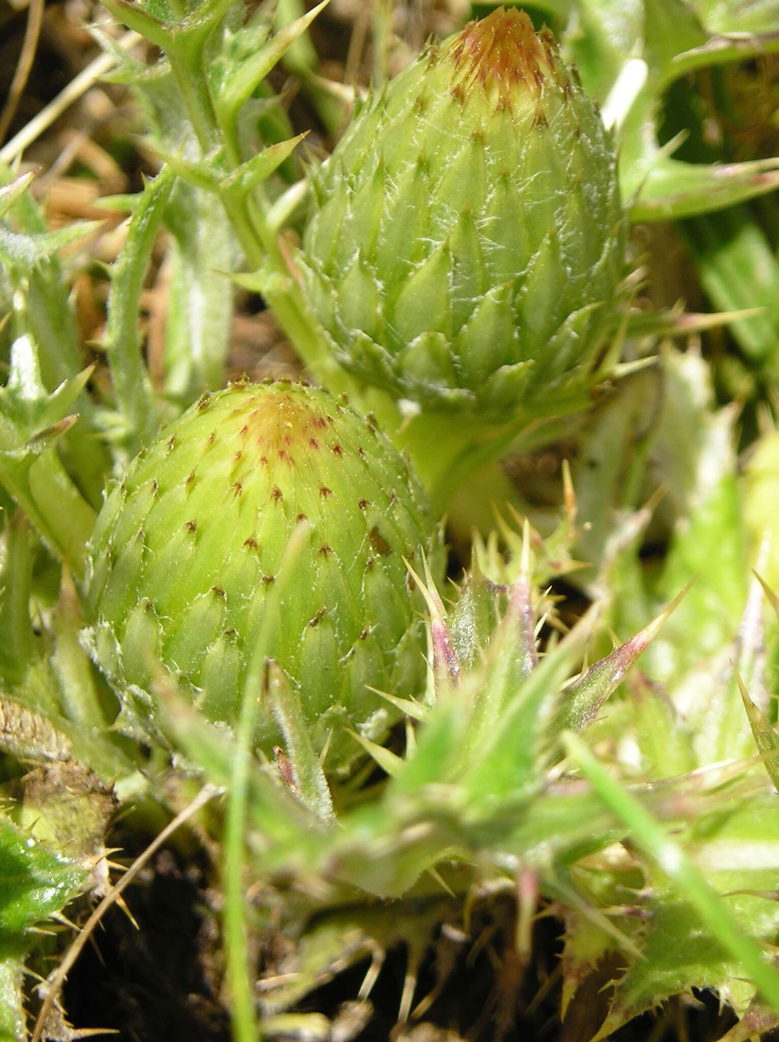 Image of Alameda County thistle