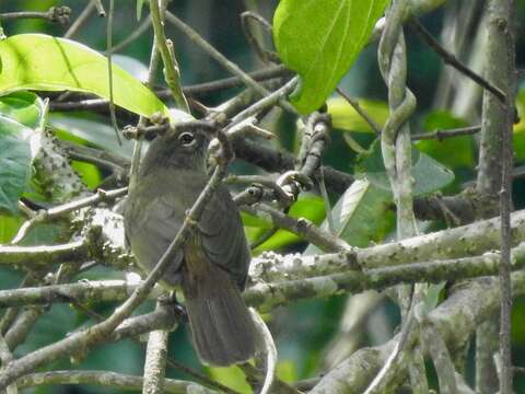 Image of Plain Greenbul