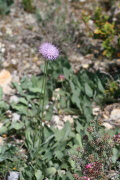 Sivun Klasea nudicaulis (L.) Fourr. kuva