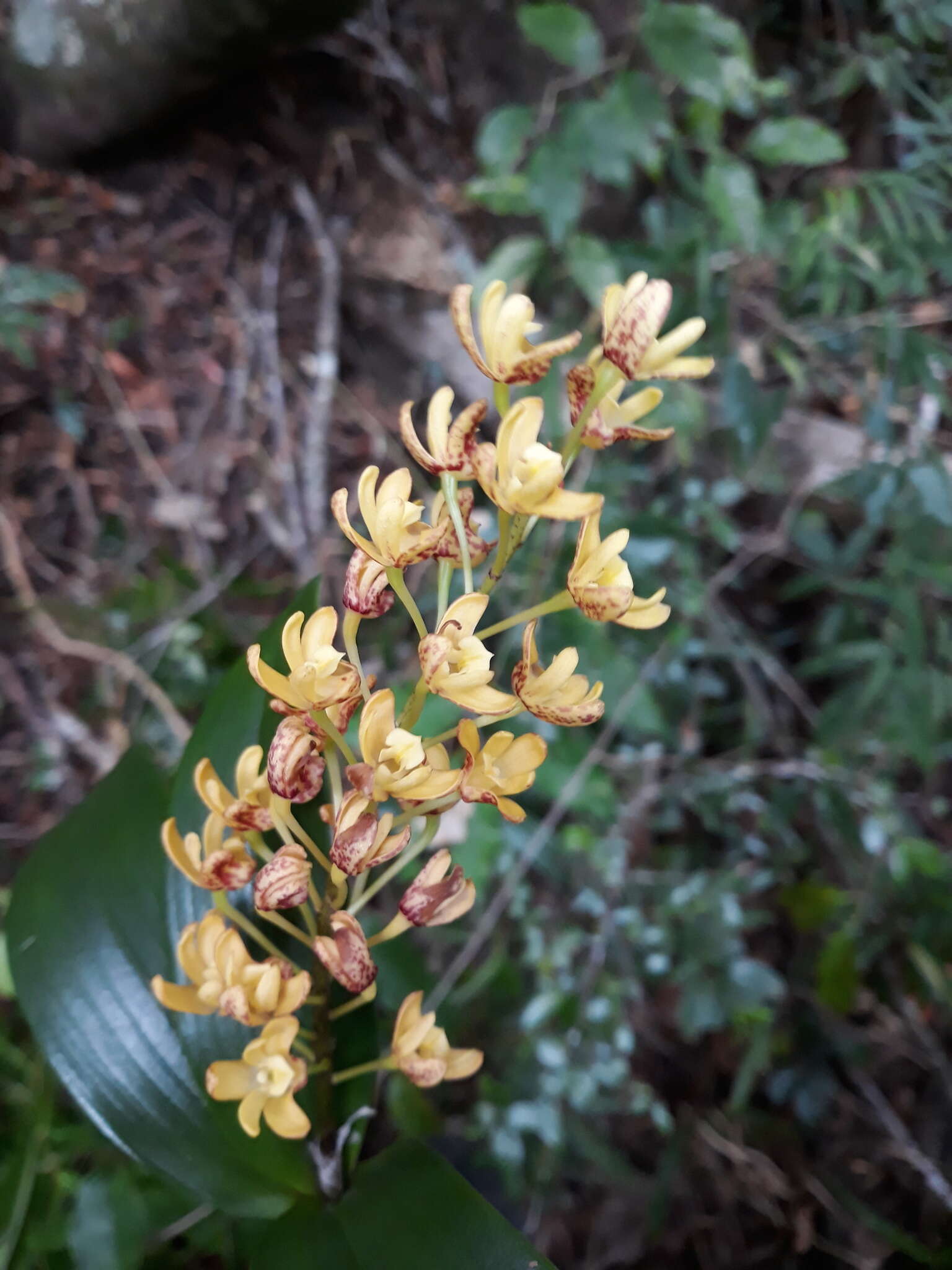 Слика од Dendrobium gracilicaule F. Muell.