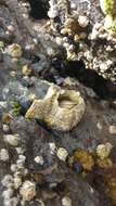 Image of thatched barnacle