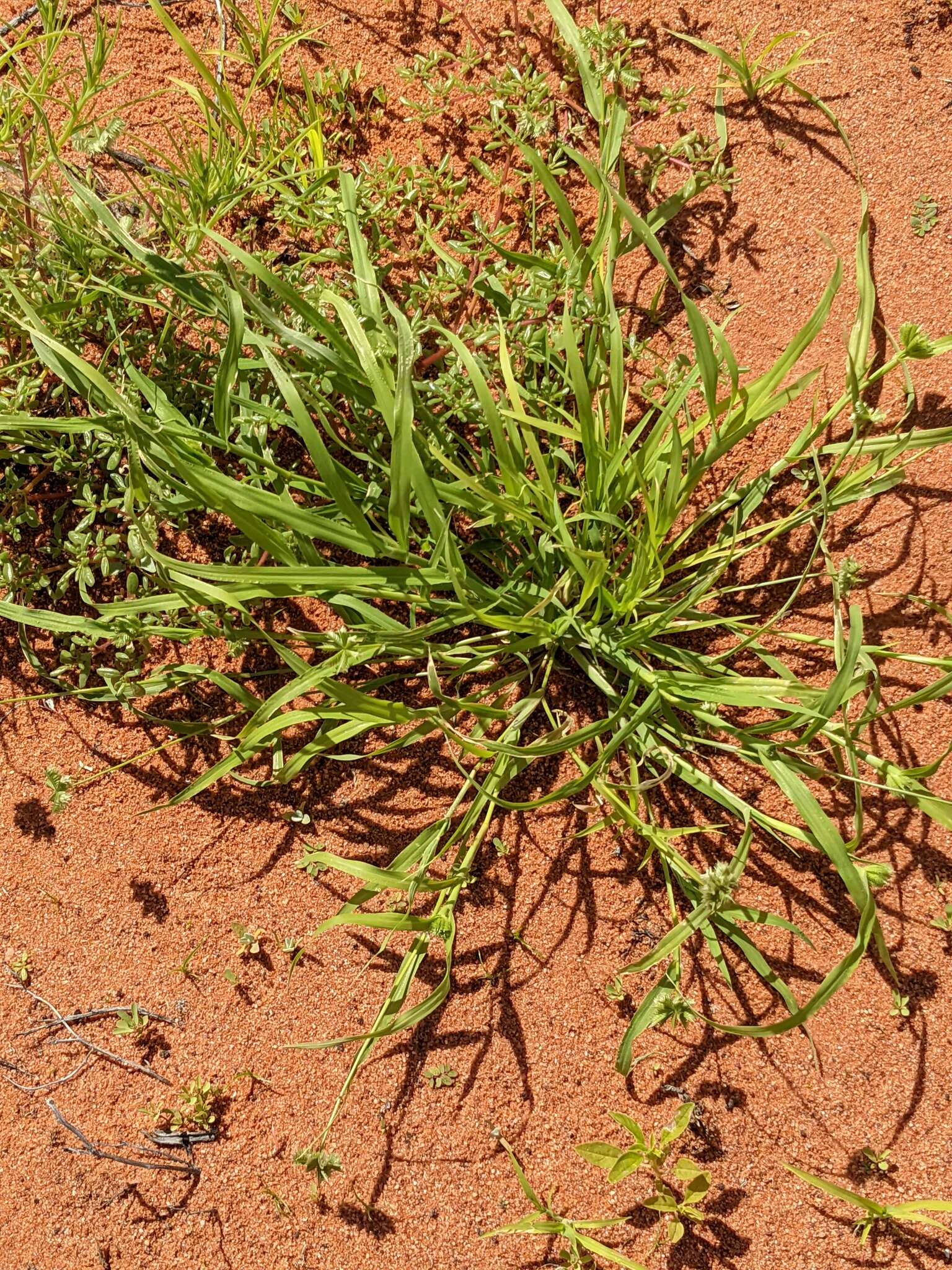 Image of buttongrass