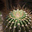 Image of Echinopsis werdermanniana (Backeb.) H. Friedrich & G. D. Rowley