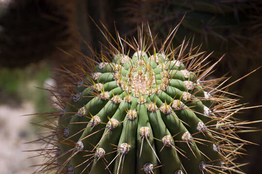 Imagem de Echinopsis werdermanniana (Backeb.) H. Friedrich & G. D. Rowley