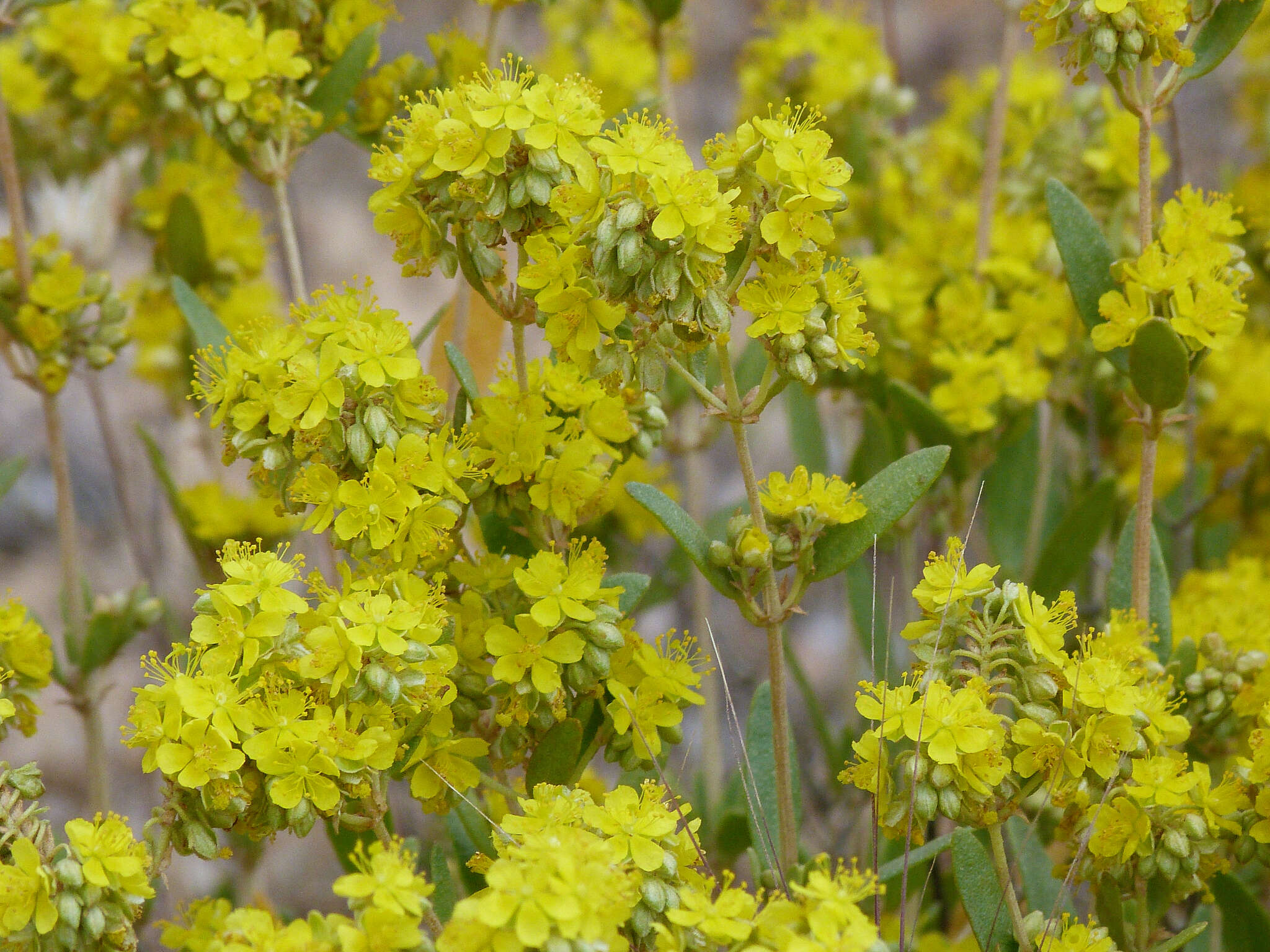 Helianthemum squamatum (L.) Pers.的圖片