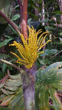 Image of Dypsis metallica Rakotoarin. & J. Dransf.