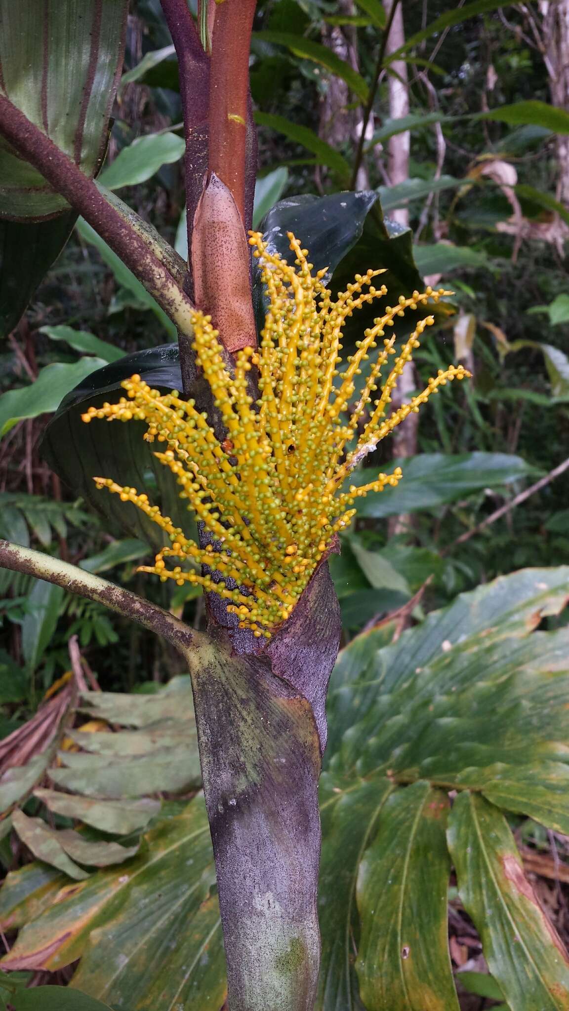 Image of Dypsis metallica Rakotoarin. & J. Dransf.