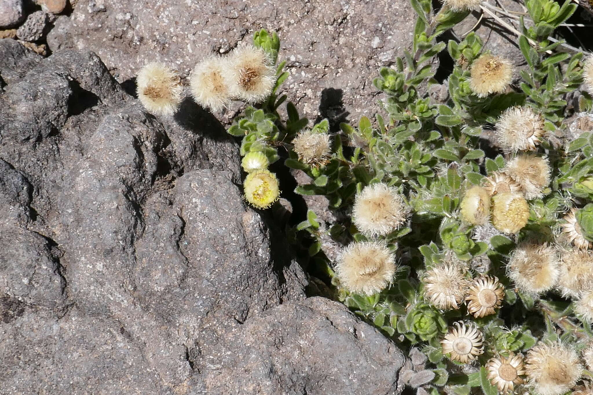 Image of Psiadia callocephala (Bory) Cordem.