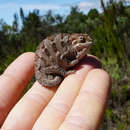 Image of Mt Kenya side-striped chameleon