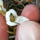 Image de Gentianella muelleriana subsp. alpestris (L. G. Adams) Glenny