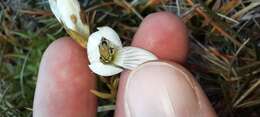 Image de Gentianella muelleriana subsp. alpestris (L. G. Adams) Glenny