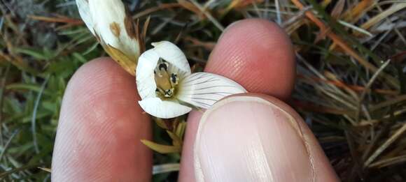 Image de Gentianella muelleriana (L. G. Adams) Glenny