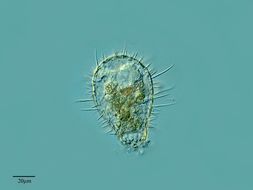 Image of <i>Euglypha ciliata</i>