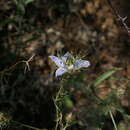 Image de Nigella elata Boiss.