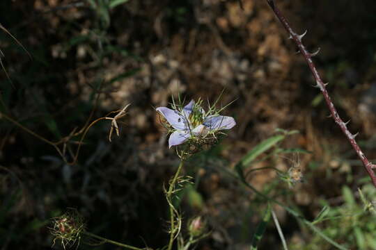 Image of Nigella elata Boiss.