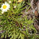 Image of Argyranthemum callichrysum subsp. gomerensis (Humphries) O. W. White