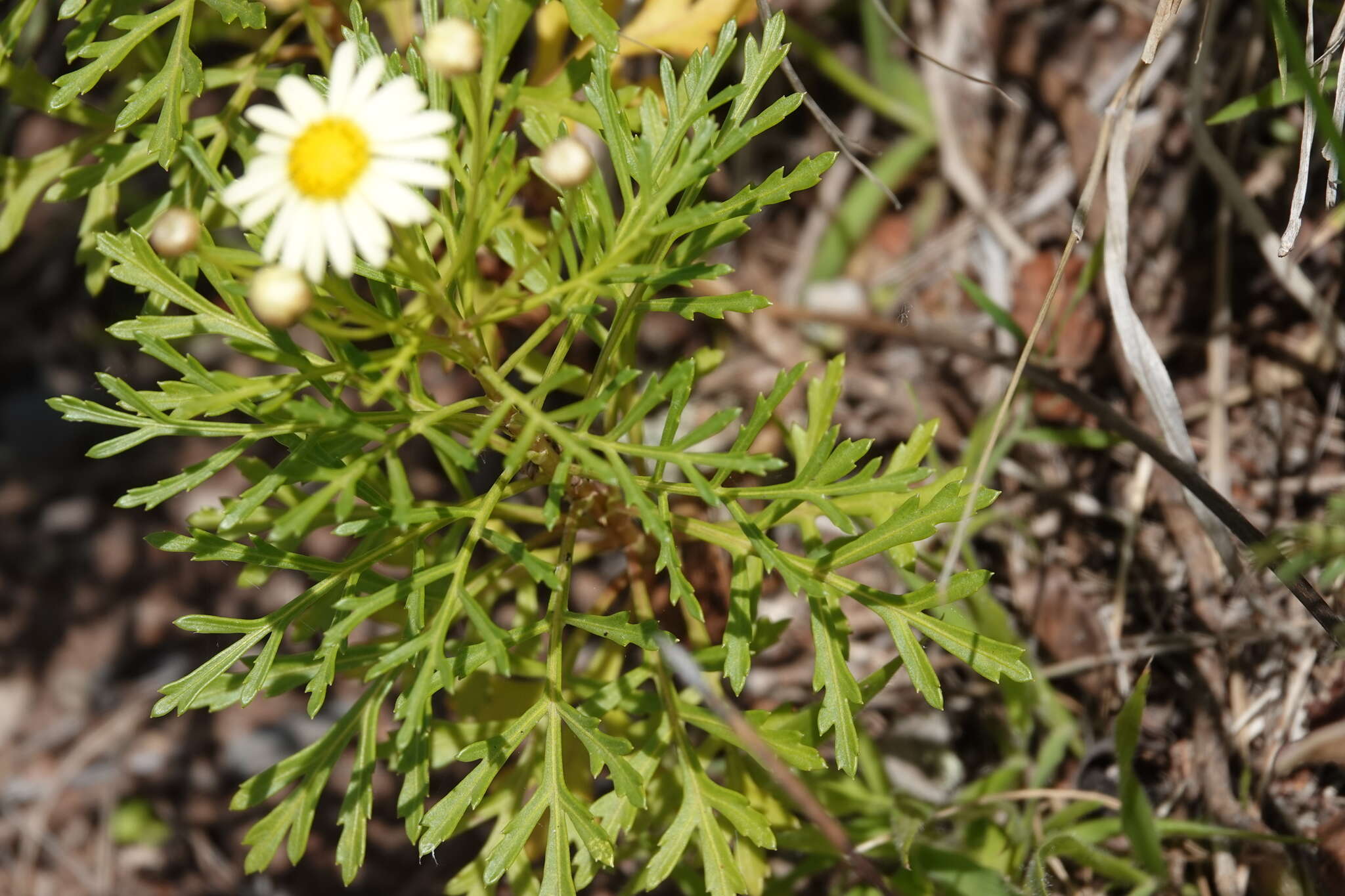 Image of Argyranthemum callichrysum subsp. gomerensis (Humphries) O. W. White