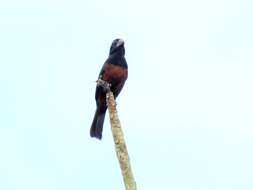 Image of Chestnut-bellied Seed Finch