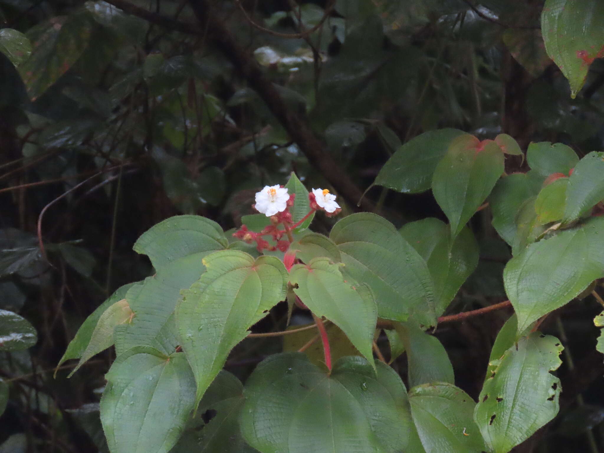 Miconia umbellata (Mill.) Judd & Ionta的圖片