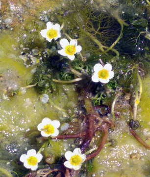 Image of Ranunculus rionii Lagger