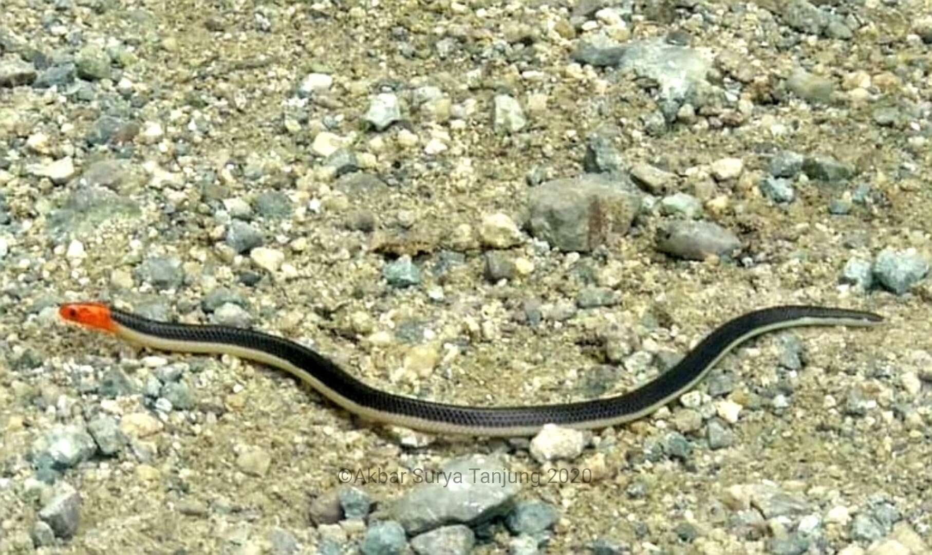 Image of Variable Reed Snake