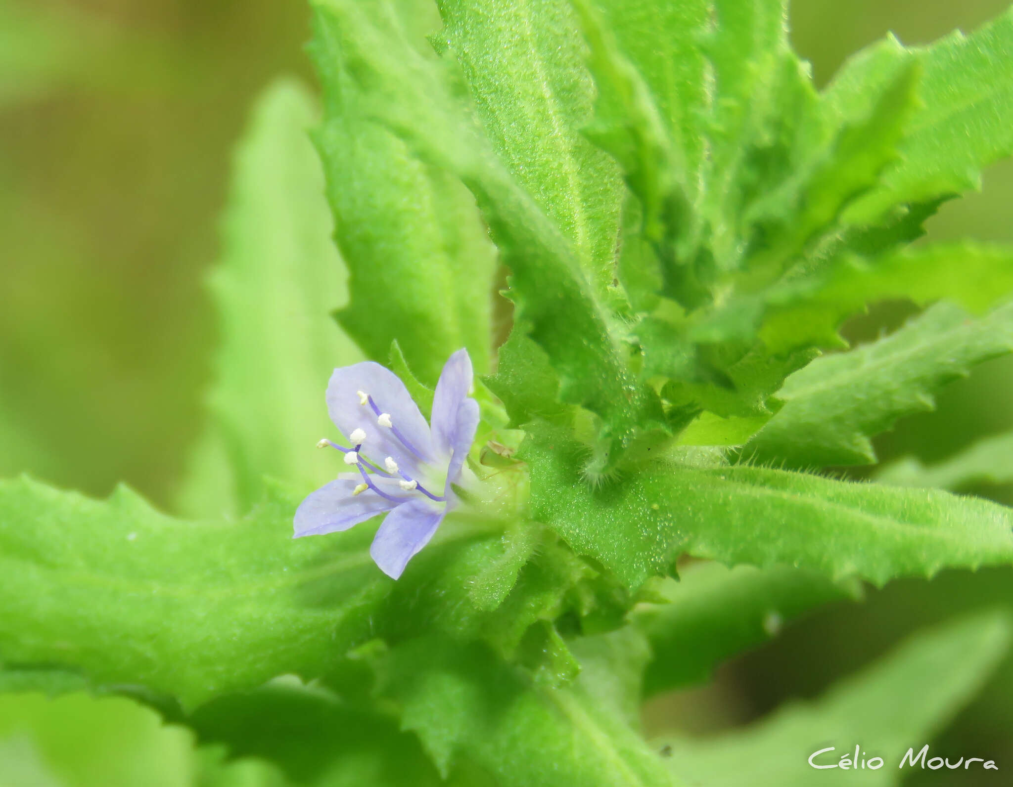 Imagem de Stemodia maritima L.