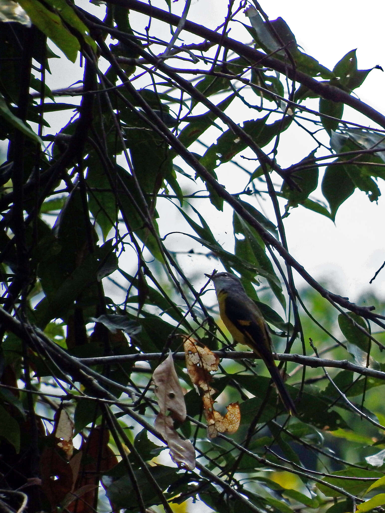 Image of Grey-chinned Minivet