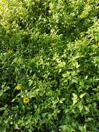 Image of cucumberleaf sunflower