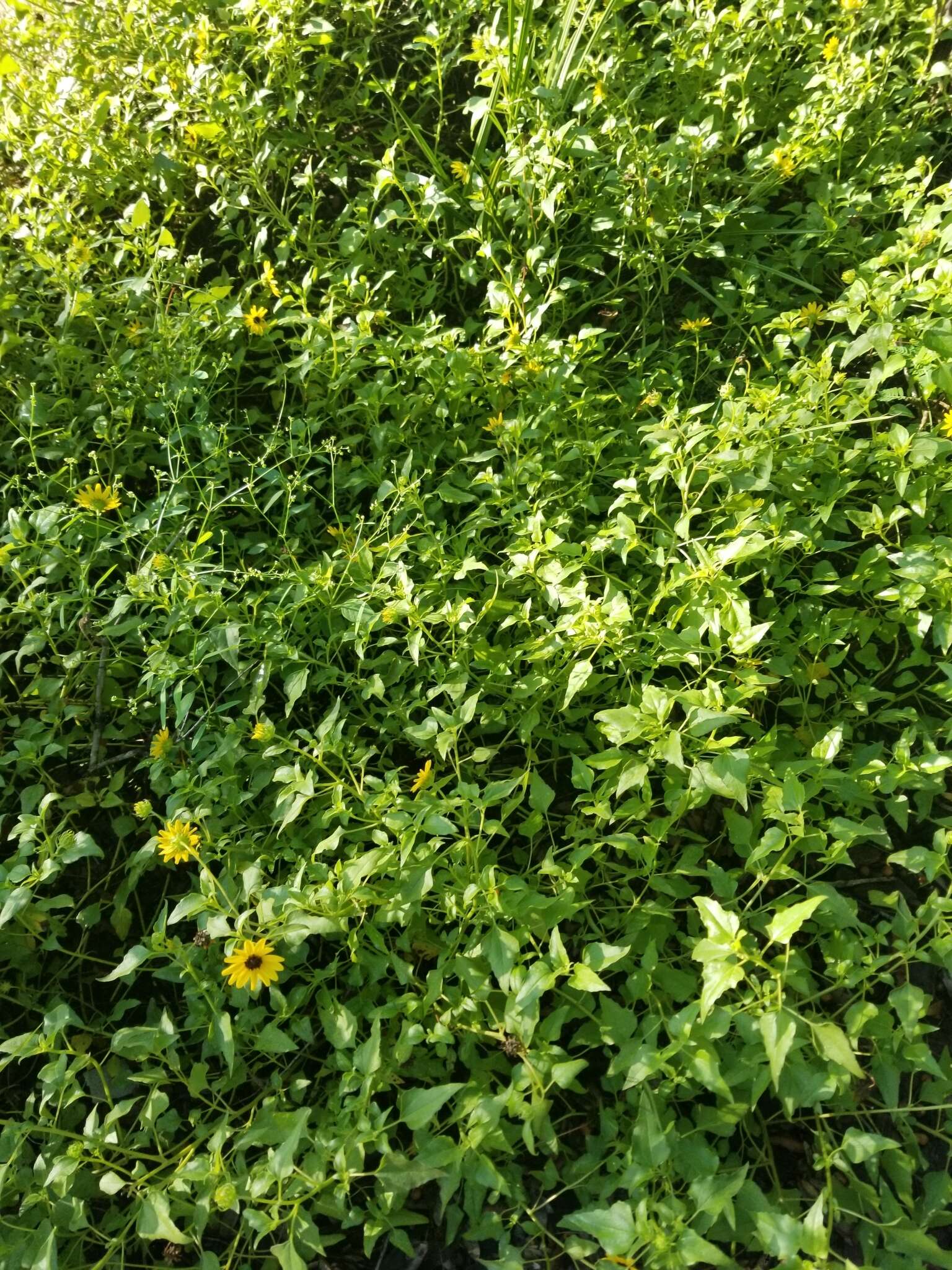 Image of cucumberleaf sunflower