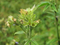 Image of Polemonium caeruleum subsp. caeruleum