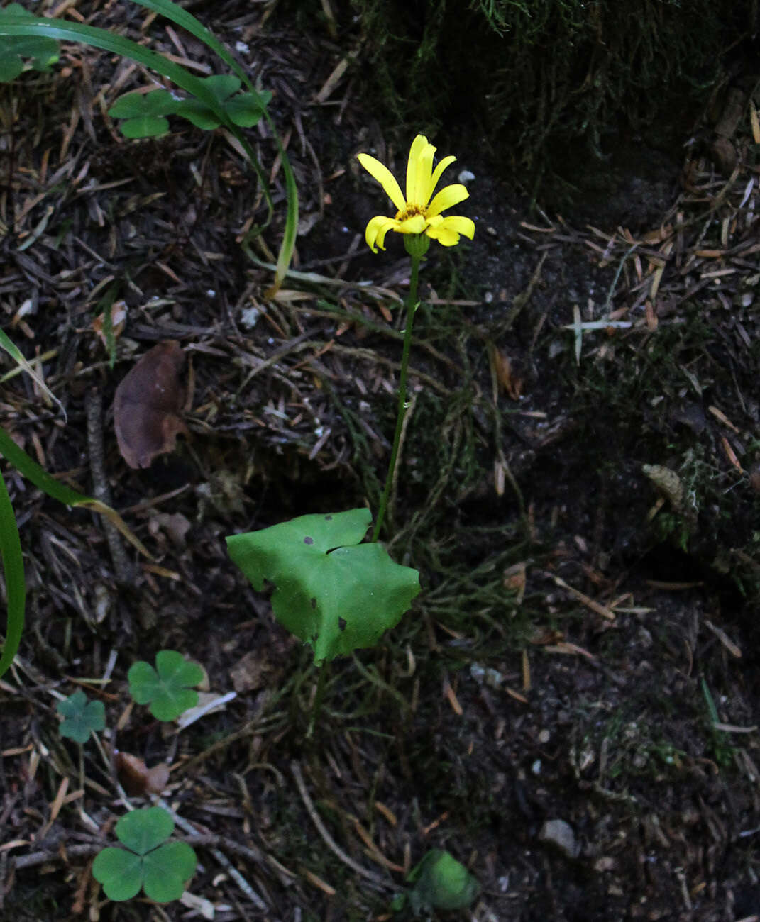 Plancia ëd Dolichorrhiza renifolia (C. A. Mey.) Galushko