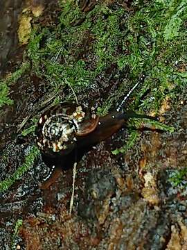 Image of Flammulina zebra (Le Guillou 1842)