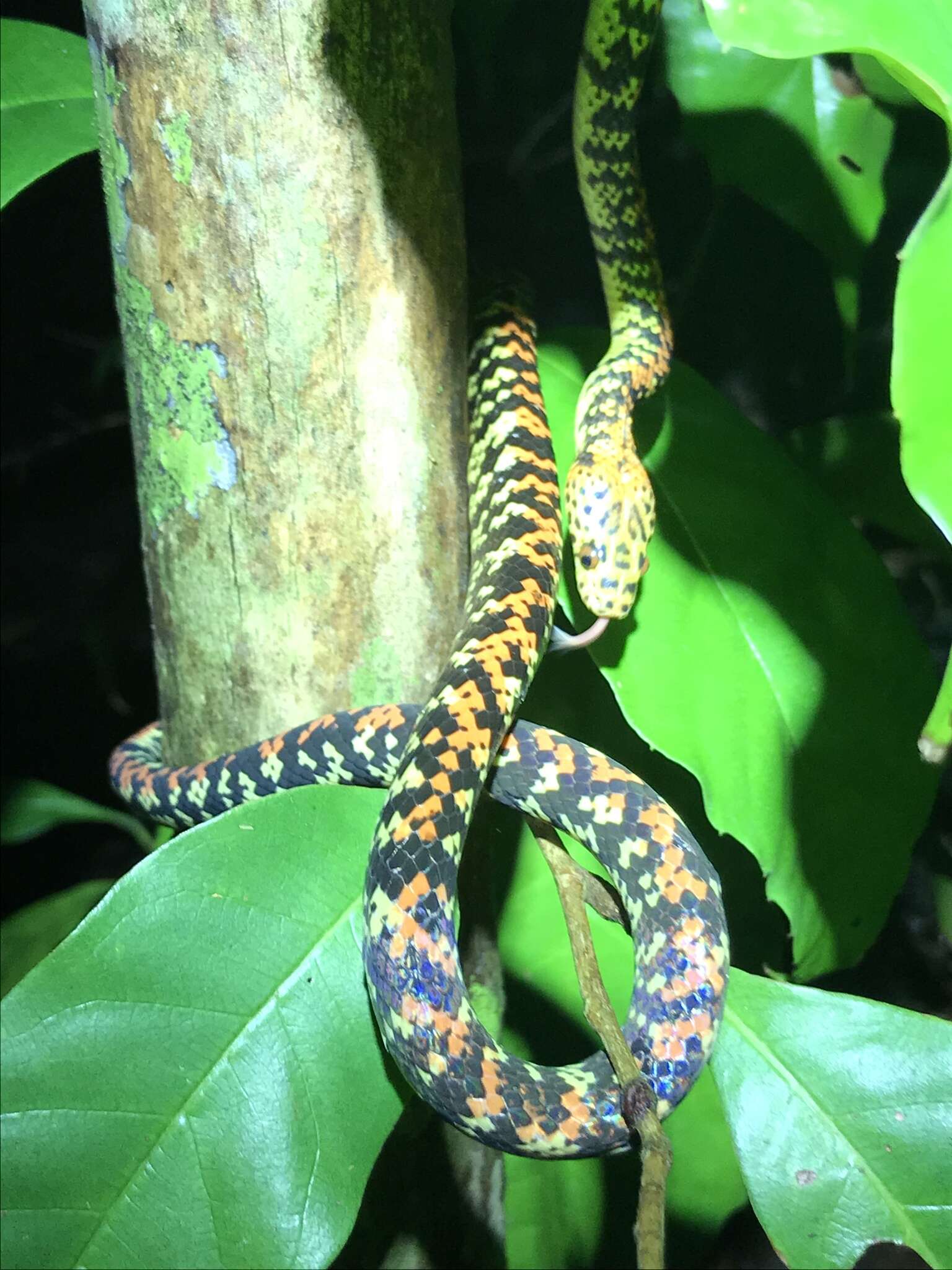 Image of Panama Spotted Night Snake