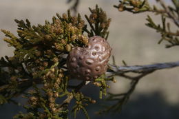 Image of Cedar apple rust