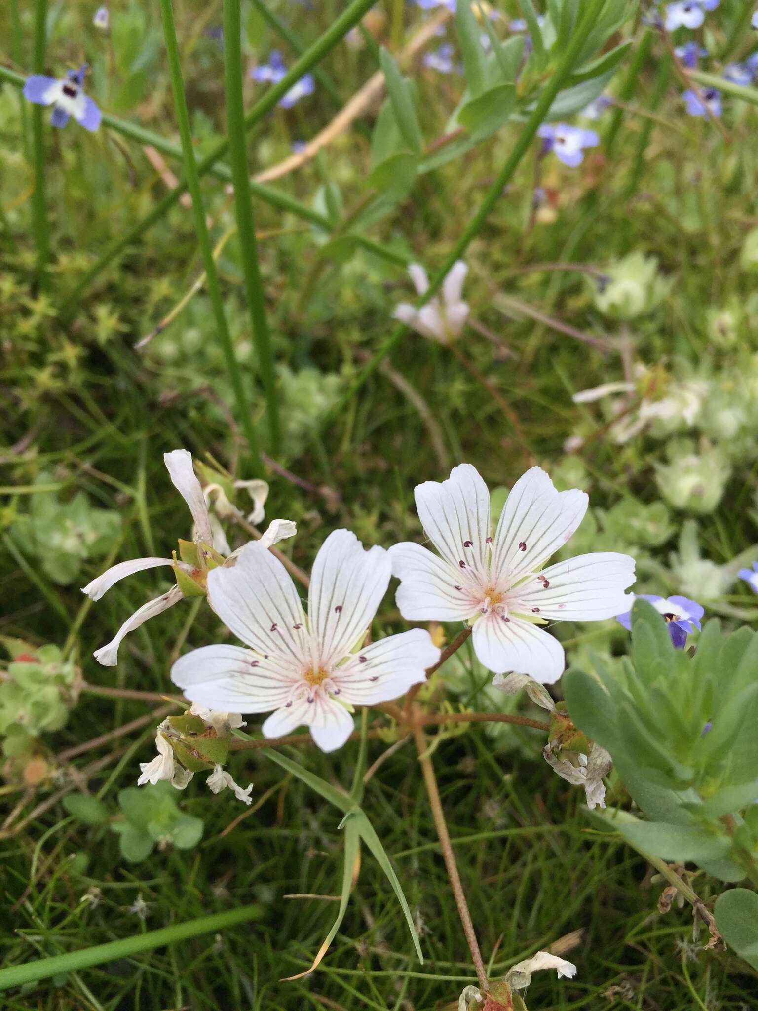 Imagem de Limnanthes douglasii subsp. rosea (Hartw. ex Benth.) C. T. Mason