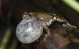 Image of Kudremukh bush frog