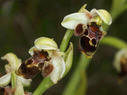 Image of Ophrys umbilicata subsp. lapethica (Gölz & H. R. Reinhard) Faurh.