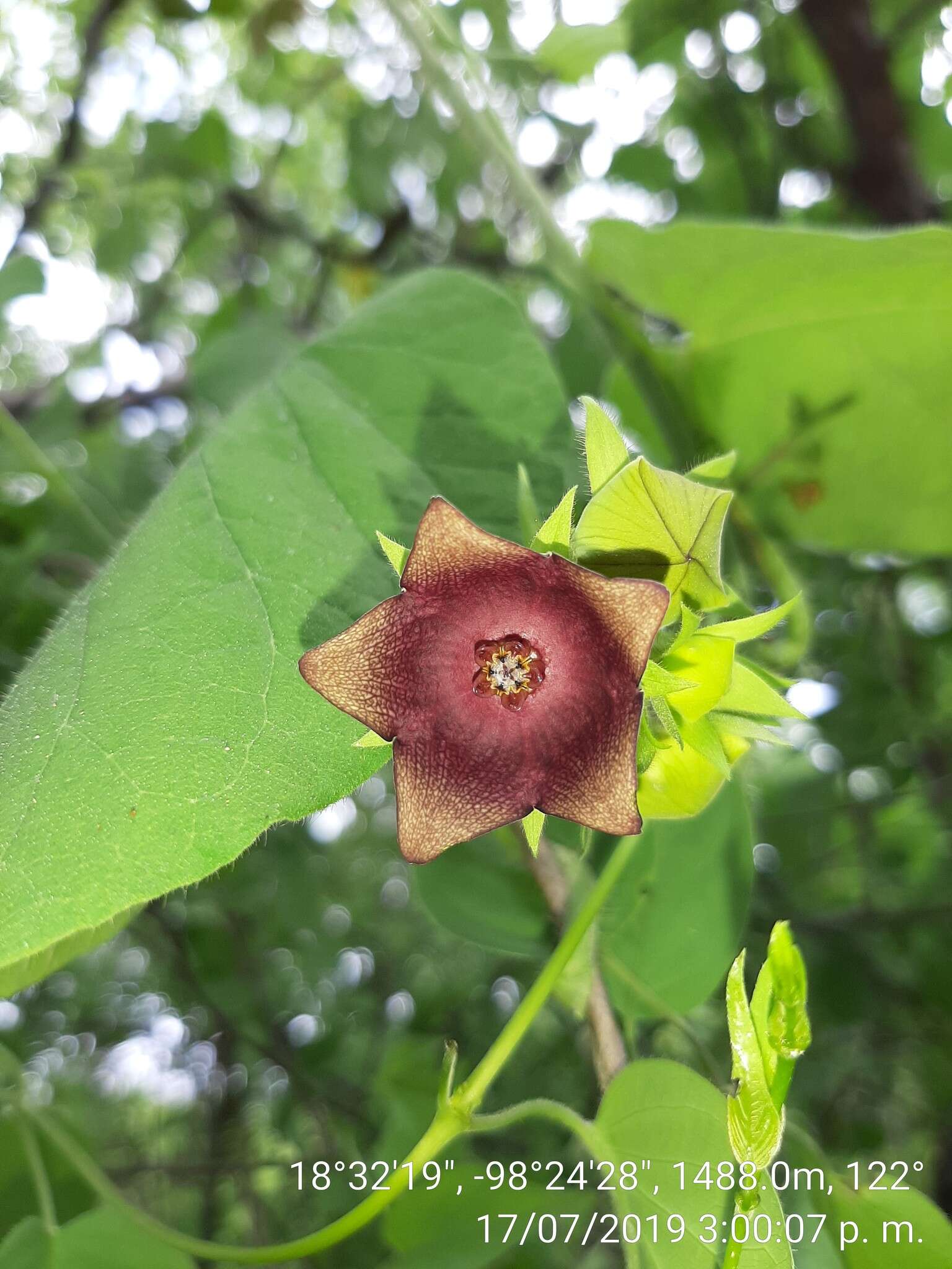 Sivun Polystemma guatemalense (Schltr.) W. D. Stevens kuva