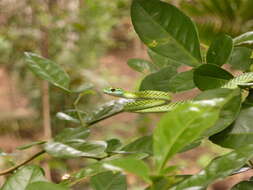 Image of Leptophis ahaetulla nigromarginatus (Günther 1866)