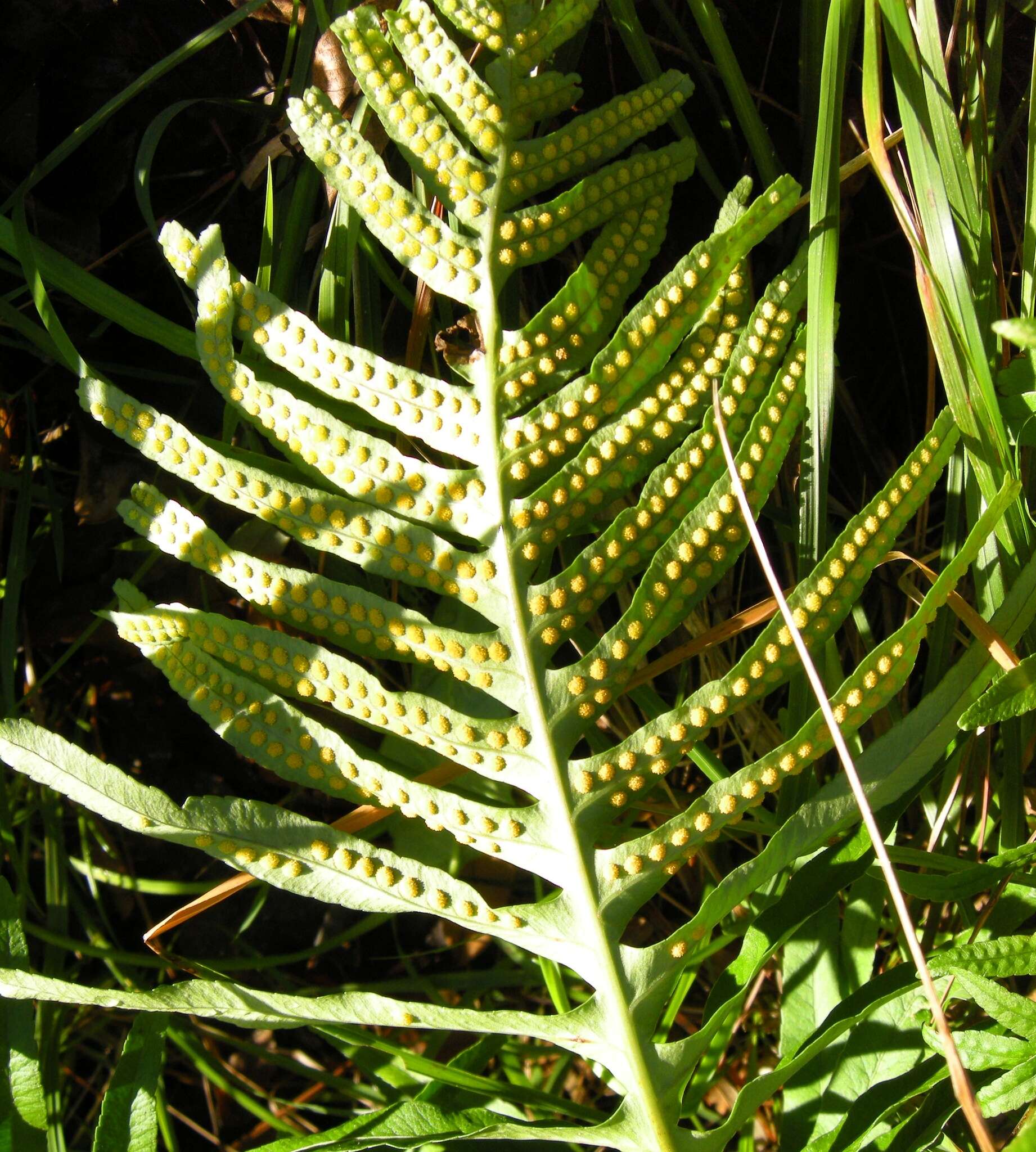 Polypodium cambricum L.的圖片