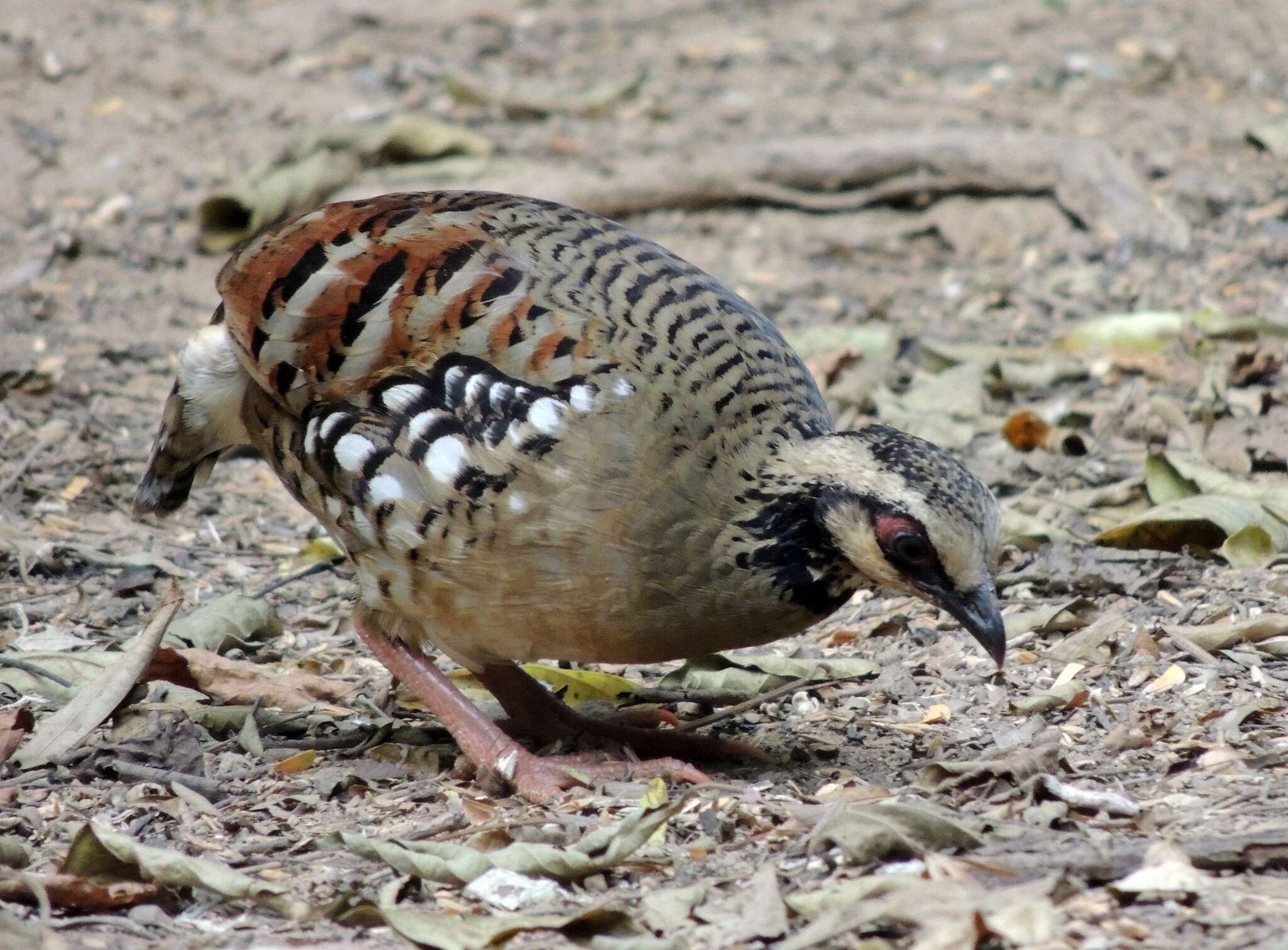 Image of Bar-backed Hill Partridge