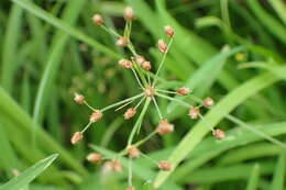 Image of Fimbristylis littoralis var. littoralis