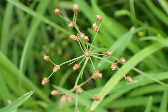 Слика од Fimbristylis littoralis var. littoralis