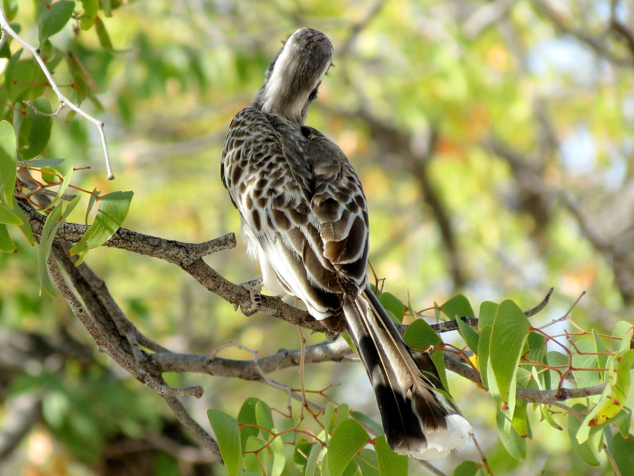 Image of Lophoceros nasutus nasutus (Linnaeus 1766)